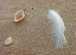 Feder und Muschel im Sand